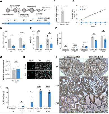 Core binding factor subunit β plays diverse and essential roles in the male germline